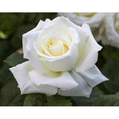 Pope John Paul II (Potted Rose)